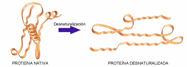 Esquema de proteínas y caseínas de la leche