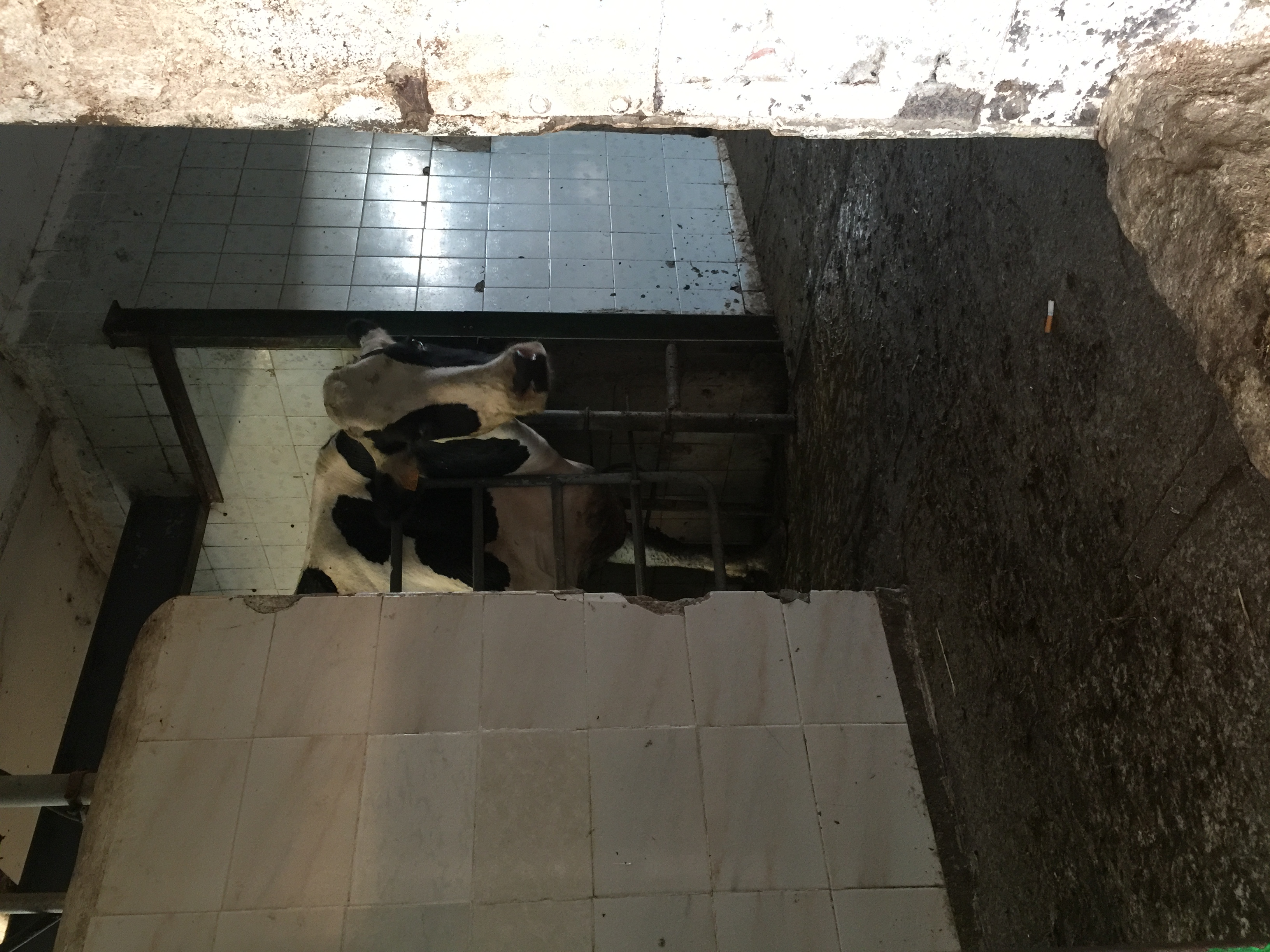 Leche cruda de granja