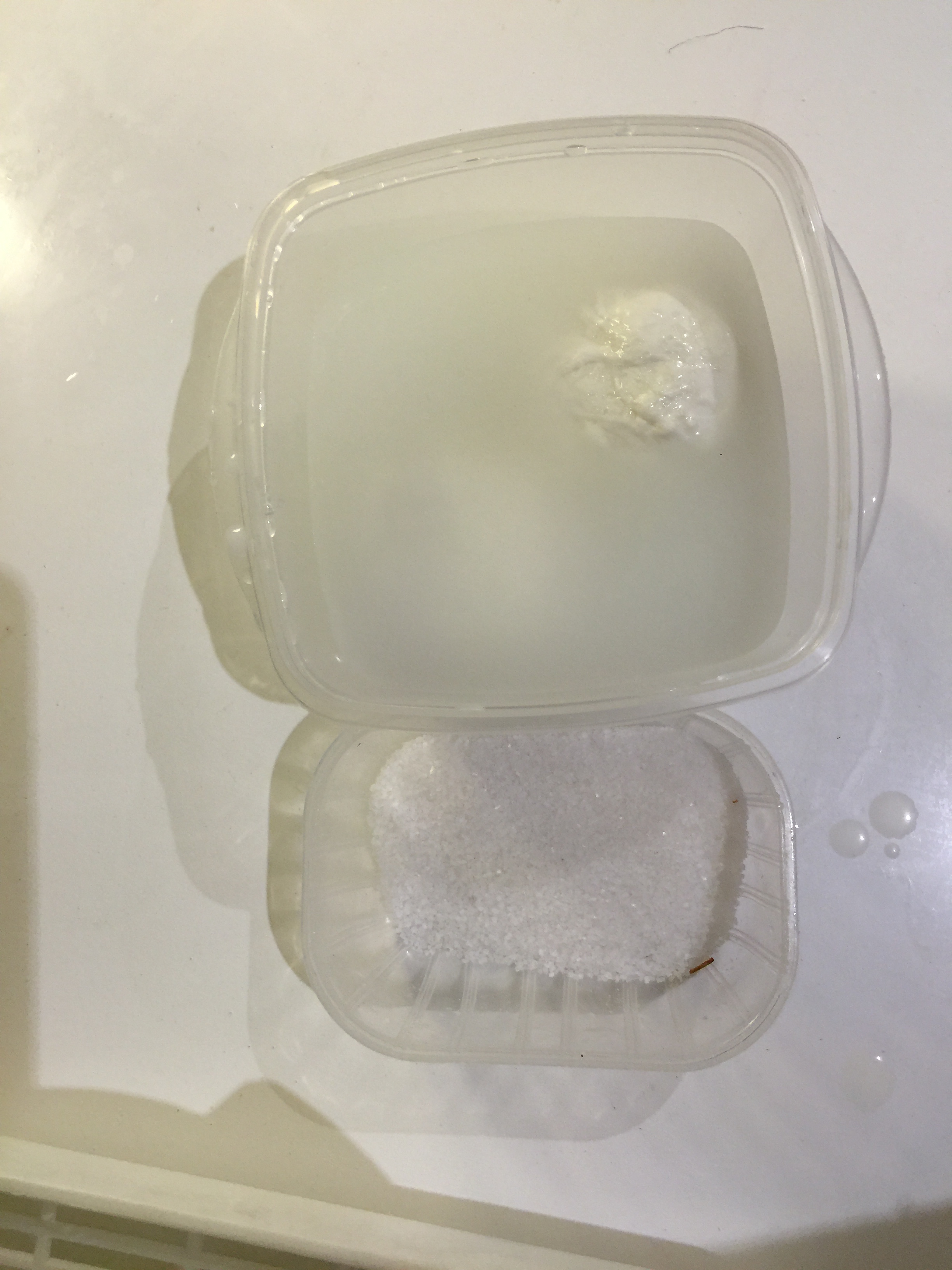 Mozzarella en salmuera en táper de nevera