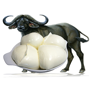 Mozzarella di Bufala Campana