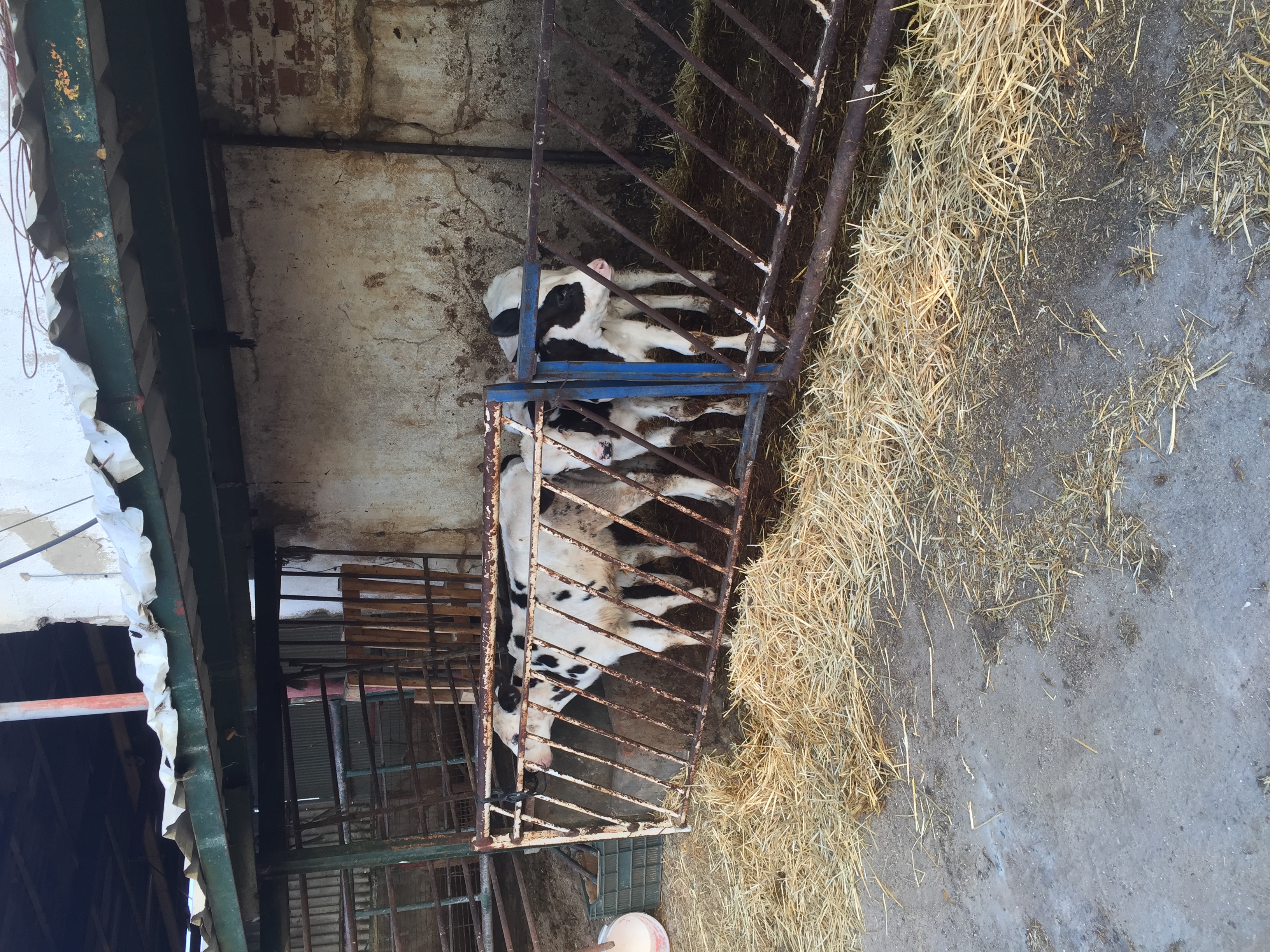 Ganadería y vacas lecheras de granja